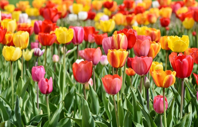 Tulip Flowers